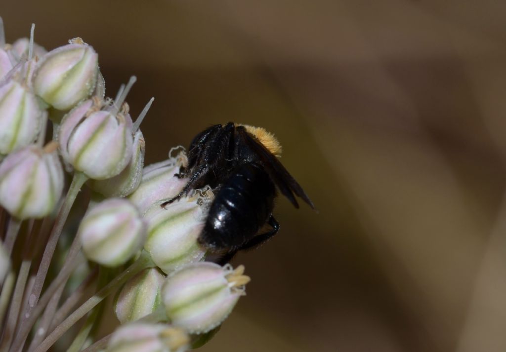 Apidae: cfr. Andrena thoracica
